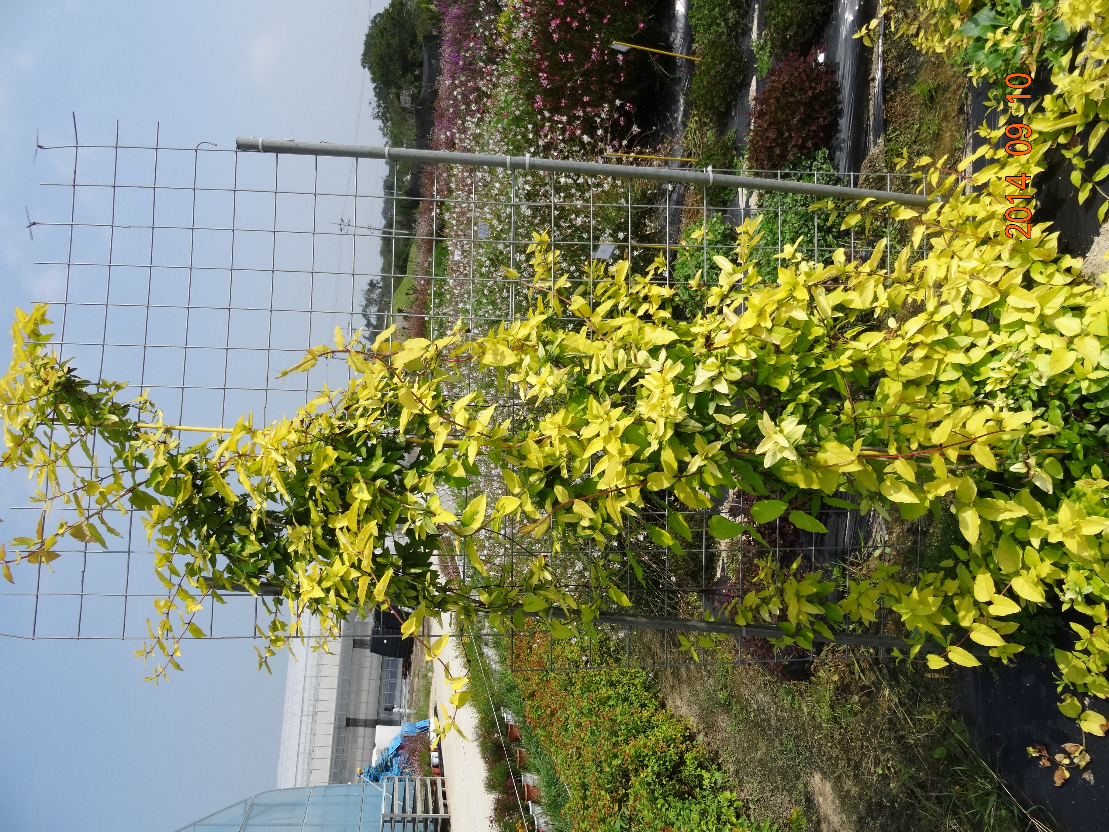 Lonicera japonica ‘Haeoreum’